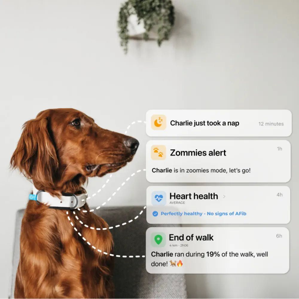 Invoxia Minitailz Biotracker GPS Tag for Dogs