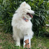 Invoxia Minitailz Biotracker GPS Tag for Dogs