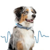 Invoxia Minitailz Biotracker GPS Tag for Dogs