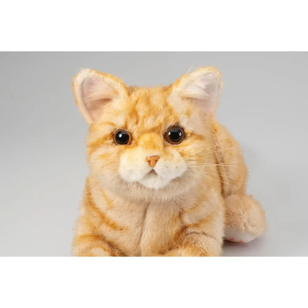 Ninja Cat EX Orange Tabby Companion