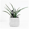 Chirp Plant Watering Alarm and Soil Moisture Sensor
