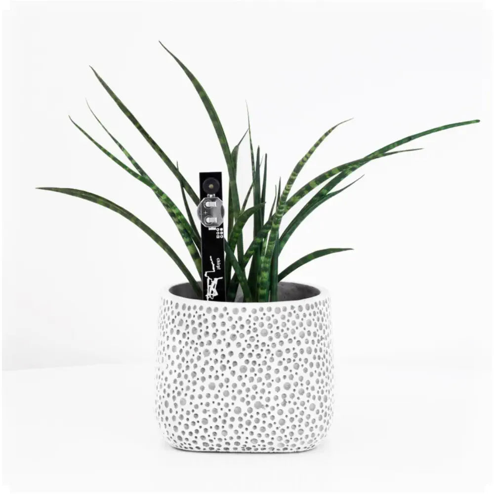 olivenbaum deutschland pflanzen Olivenbaum Ø:22 H:100 cm - Pflanzen online kaufen